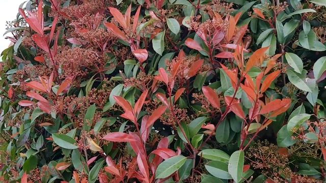 Фотиния Фразера | Жизнь в Адлере смотреть онлайн