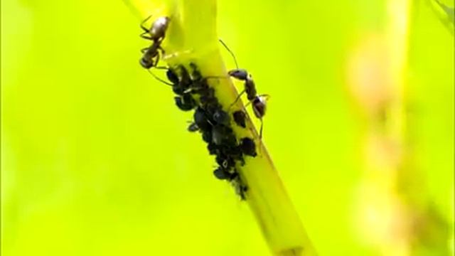 ОТ ТЛИ ПОМОГАЕТ ТОЛЬКО ЭТО! ТЛИ БОЛЬШЕ НЕ БУДЕТ!