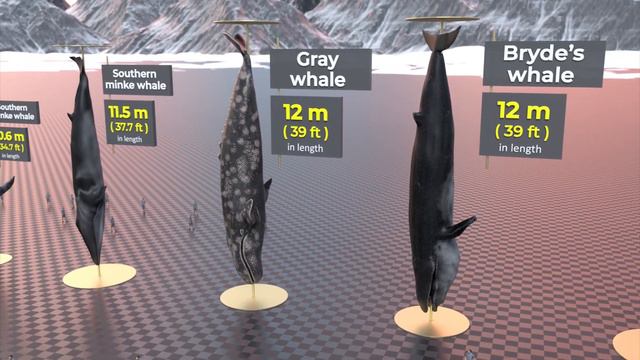 Biggest Whales In The World 🐋 | Blue Whales | Monster Whales