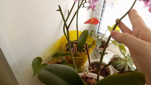 Комнатные растения в феврале 2021 смотреть онлайн