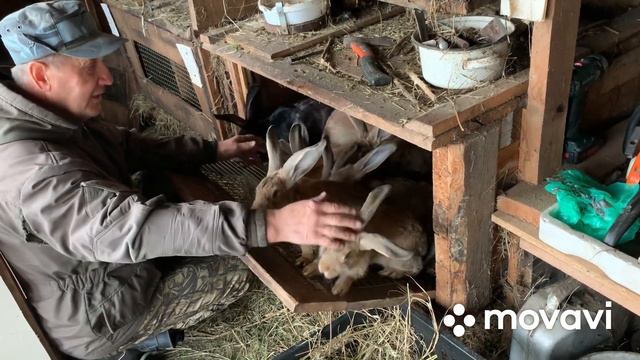 Осень.Работаю в цветнике//Как не надо содержать кроликов….шутка// смотреть онлайн