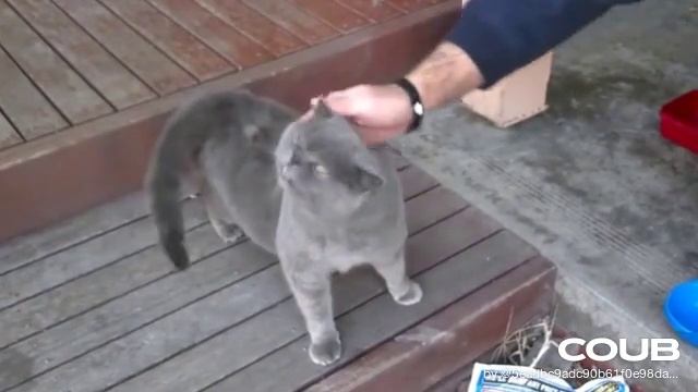 1608538731_looped_1608538730.mp4 смотреть онлайн