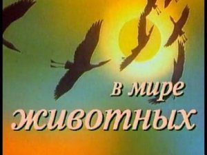 Музыка из передачи "В мире животных" на фортепиано