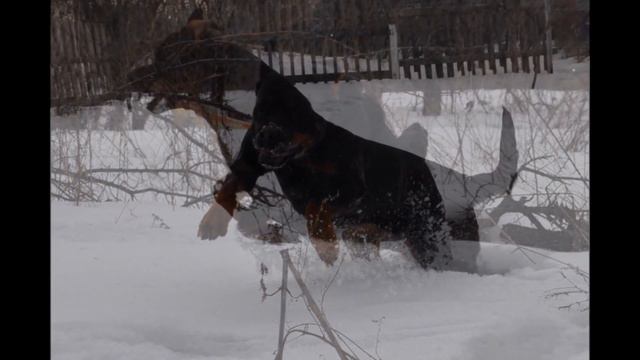 KENNEL Rottweiler OKSI DOG смотреть онлайн