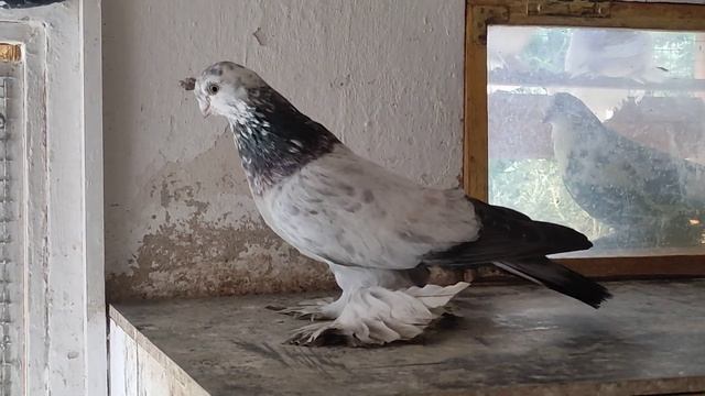 Кукча самец Германия 19.11.2023 год