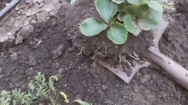 Как пересадить клубнику - 100% приживаемость смотреть онлайн