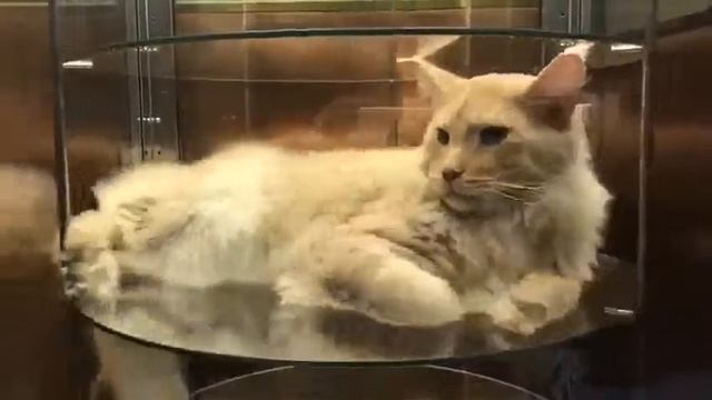 Кот в холодильнике смотреть онлайн