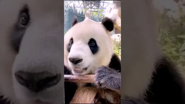 Просто посмотрите, как панда чистит и ест тростник. смотреть онлайн