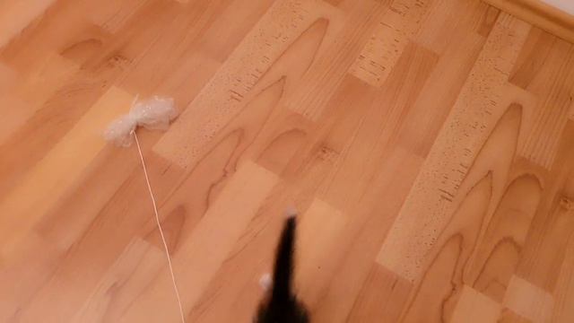 Funny Cat! Обучение котёнка дружелюбной игре. Игрушки пробуждают природное желание котенка гонятьс смотреть онлайн
