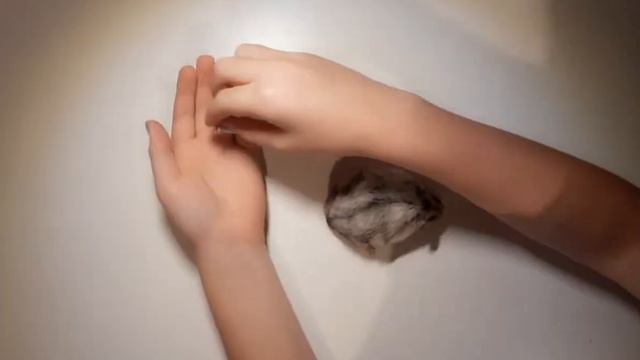 КАК ПРИРУЧИТЬ ХОМЯКА И ПРАВИЛЬНО БРАТЬ ЕГО НА РУКИ? смотреть онлайн