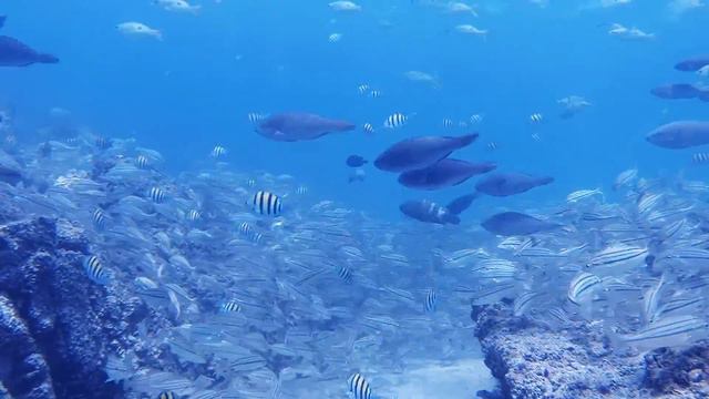 Snoopy Island Freediving