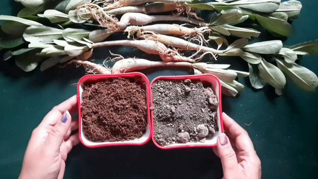 BUY ADENIUM PLANTS ONLINE AND REPOTING смотреть онлайн