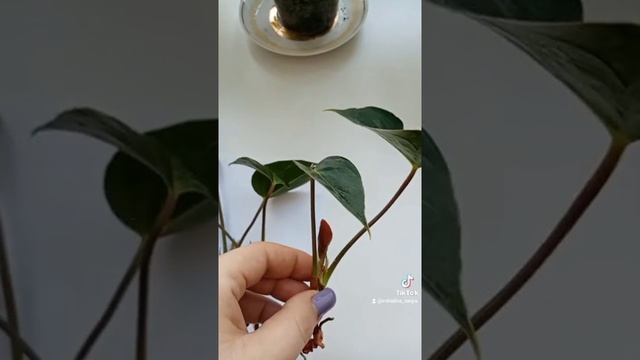 Антуриум. Пересадка. Выбор горшка смотреть онлайн