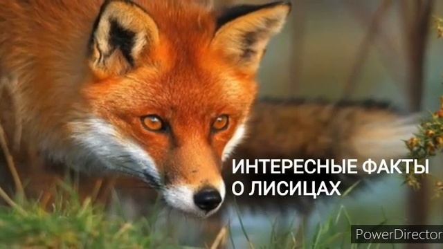 Интересные факты о лисице смотреть онлайн
