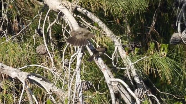 Брачные игры Бюльбюля(короткопалый дрозд)#птицы#турция#природа#пейзажи#животные смотреть онлайн