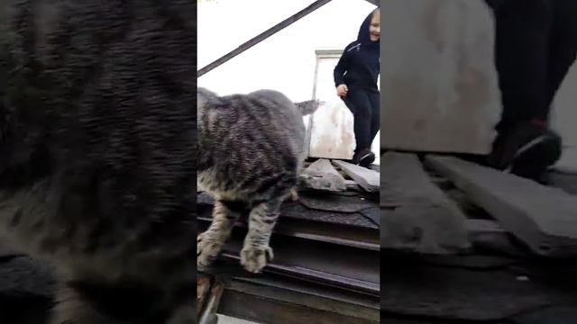 Спасём кота смотреть онлайн
