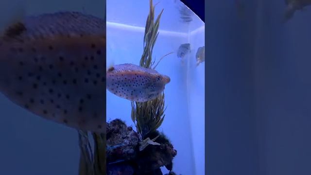 Новосибирский океанариум