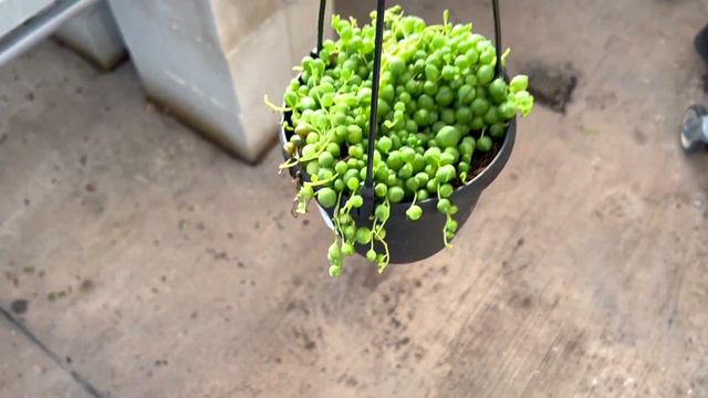 Got some really cool plants at the Home Depot! Plant Shopping Outdoors & Indoors at a Big Box Store смотреть онлайн