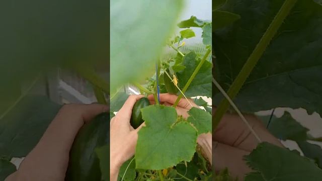 26 мая. Огурец Буян F1 в теплице.