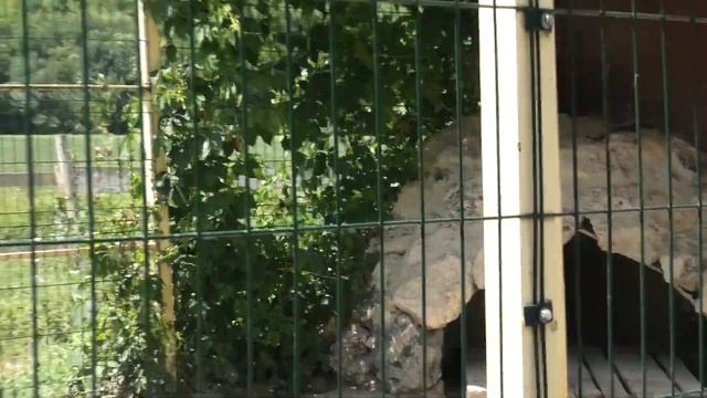 Ишачок. Что делали волки с яблоками? Кай, Герда и Луна. What did the wolves do with the apples? смотреть онлайн