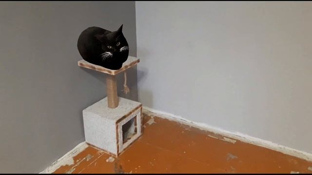 Maxwell Cat Took the House смотреть онлайн