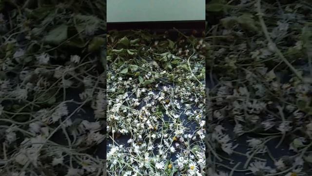 45. Заготовка лекарственных трав. Календула, лепестки шиповника, подорожник, маргаритки, земляника. смотреть онлайн