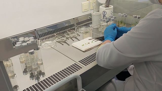 Инновационная селекция в России!? Достижения,перспективы.