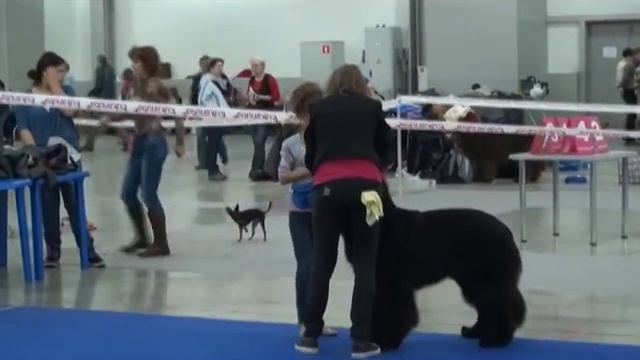 NEWFOUNDLAND 2 смотреть онлайн