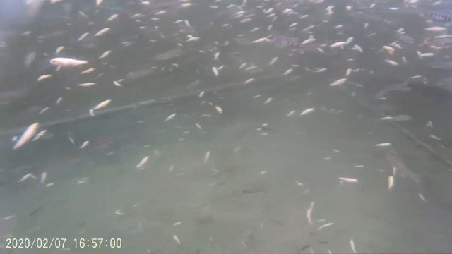 Малёк радужной и янтарной форели подводная съёмка смотреть онлайн