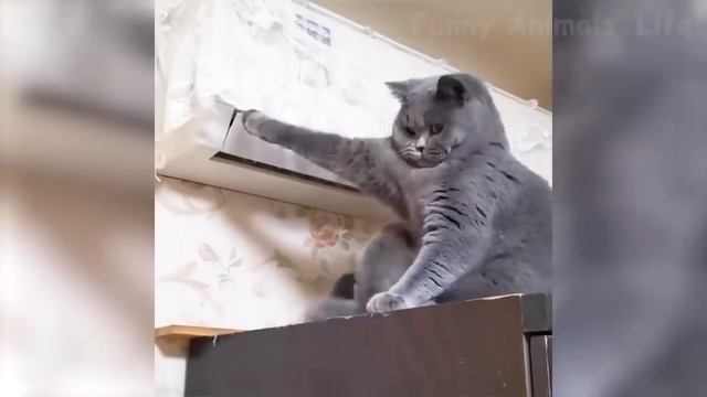 Приколы с Котами и Собаками. Котики приколы. Смешная подборка про животных #38 смотреть онлайн