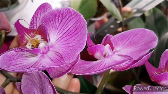 Цветение Орхидей в Уходящем Году! 30 декабря 2023г. смотреть онлайн