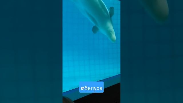 Кит!! Белуха!! #shorts #fishing #world смотреть онлайн