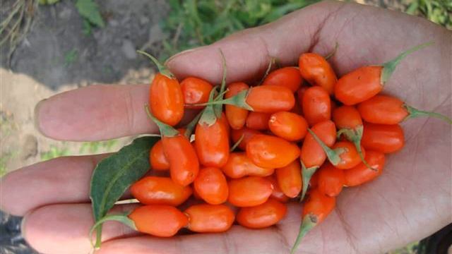 ягоды годжи в тайланде цена смотреть онлайн