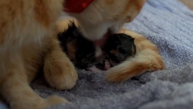 Кошка родила котят смотреть онлайн