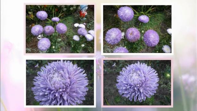 хризантелла