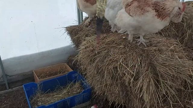 КУРЫ ЗИМОЙ в неотапливаемой теплице|| Главные условия! смотреть онлайн