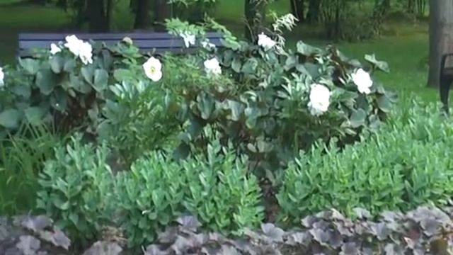 Измайловский парк (часть3) (25.06.21) смотреть онлайн