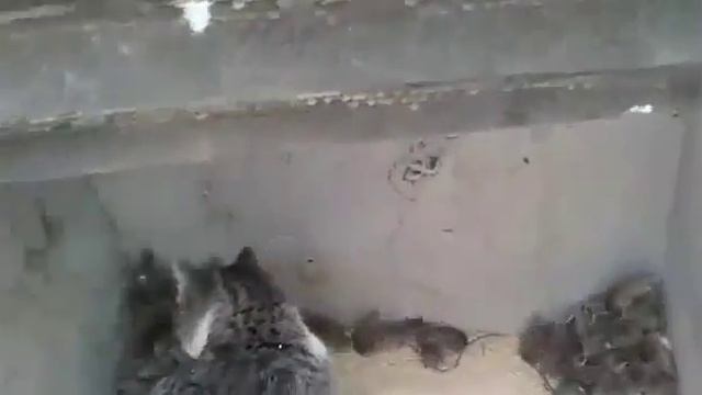 Равнодушный кот смотреть онлайн