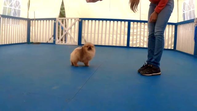 ПОМЕРАНСКИЙ ШПИЦ . МИШКА ШПИЦ. ДРЕССИРОВКА ШПИЦА.