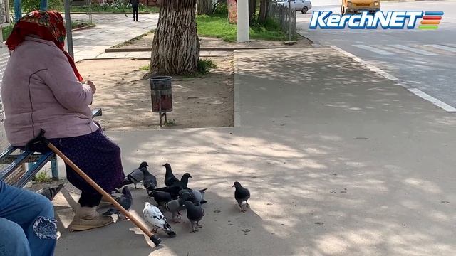 Бесстрашные голуби