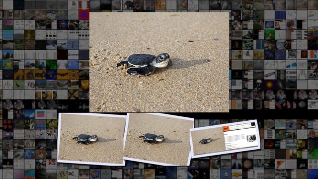 Изменение климата к концу века сделает почти всех зеленых черепах самками