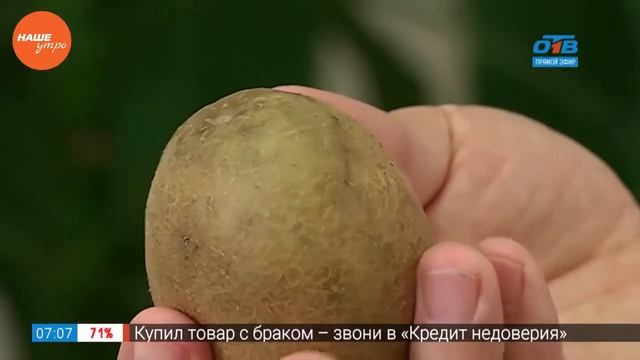 Садовые истории — как сохранить урожай картошки смотреть онлайн