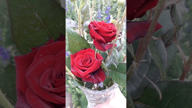 Мои #любимые #розы #relaxingvideo #flowers #flowerstagram #rose #nature #world #recommended #rek смотреть онлайн