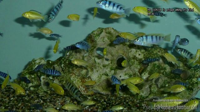 Pseudotropheus lombardoi (Kenyi Cichlid, Псевдотрофеус Ломбардо) смотреть онлайн