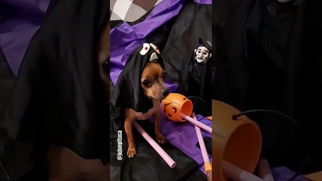 PINSCHER BRUXA #humor #comedia #pinscher #chihuahua #estopinha смотреть онлайн