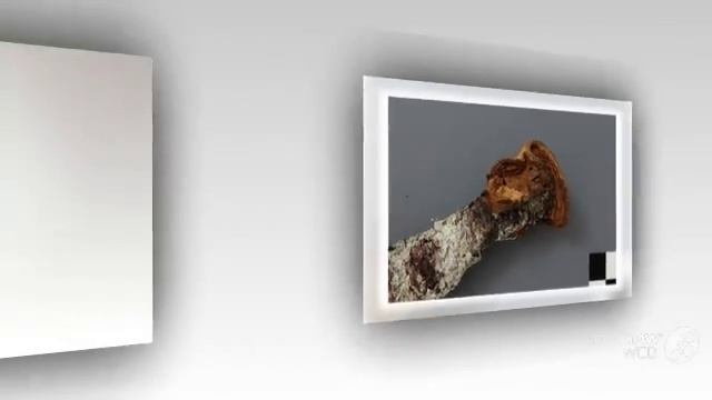 Phellinus chrysoloma - fungi kingdom смотреть онлайн