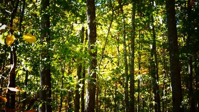 ( Мои стихи № 29 ) Покинутый дом ... смотреть онлайн