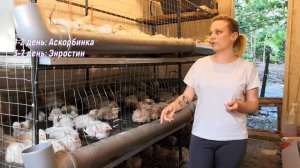 Пропойка бройлера Росс-308, Кобб-500. Дозировка.