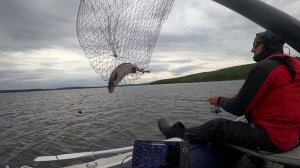 Ловля хариуса в Карелии на спиннинг Amati. Пяозеро 2021г.