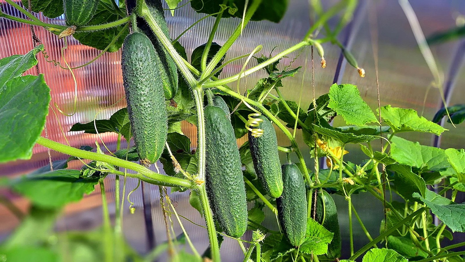 Формируем огурцы смотреть онлайн